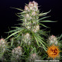 Cannabis seeds WEDDING CAKE AUTO from Barney's Farm