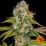 Cannabis seeds WEDDING CAKE from Barney's Farm