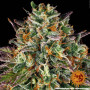 Cannabis seeds WEDDING CAKE from Barney's Farm