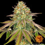 Cannabis seeds WEDDING CAKE from Barney's Farm