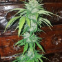 Cannabis seed variety Mikromachine Auto