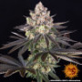 Семена конопли White Runtz от Barney's Farm