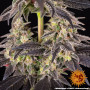 Семена конопли White Runtz от Barney's Farm