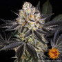 Семена конопли White Runtz от Barney's Farm