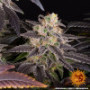 Семена конопли White Runtz от Barney's Farm