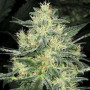 Cannabis seed variety White Russian (F*cking Dead Russian) Feminised Gold