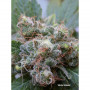 Cannabis seeds WHITE WIDOW® from Dutch Passion