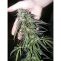 Cannabis seeds WHITE WIDOW® from Dutch Passion
