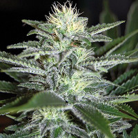 White Widow Feminised Silver