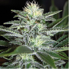 White Widow Feminised Silver