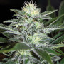 Сорт семян каннабиса White Widow Feminised Silver