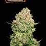 Cannabis seed variety White Widow Feminised Gold