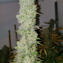 Cannabis seed variety White Widow Feminised Gold