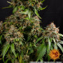 Cannabis seeds WHITE WIDOW XXL from Barney's Farm