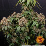 Cannabis seeds WHITE WIDOW XXL from Barney's Farm
