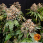 Cannabis seeds WHITE WIDOW XXL from Barney's Farm