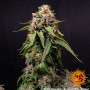 Cannabis seeds WHITE WIDOW XXL from Barney's Farm