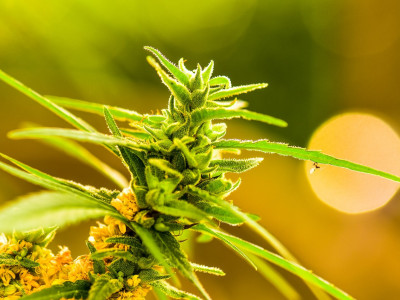 ТОПовые производители семян марихуаны в мире