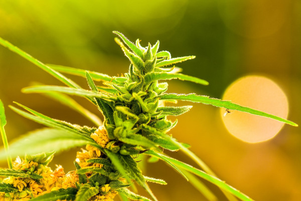 ТОПовые производители семян марихуаны в мире