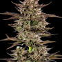 Семена конопли Frosted Zinn Auto x 3 Bears Auto от Barney's Farm