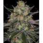 Семена конопли Gorilla Zkittlez от Barney's Farm