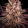 Семена конопли Mimosa x Orange Punch от Barney's Farm
