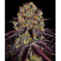 Семена конопли Runtz x Layer Cake от Barney's Farm