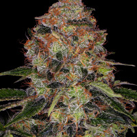 Shiskaberry