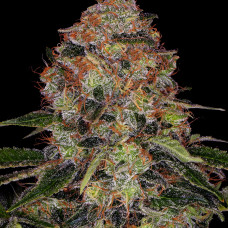 Shiskaberry