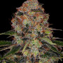 Семена конопли Shiskaberry от Barney's Farm