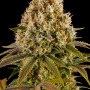 Семена конопли Strawberry Lemonade от Barney's Farm