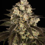 Семена конопли Trainwreck от Barney's Farm