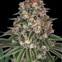 Семена конопли Tropicanna Banana от Barney's Farm