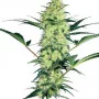 Сорт насіння канабісу Banana Frosting Feminised Silver
