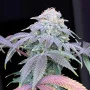 Насіння конопель LEMON MANDARIN ™ від Fast Buds