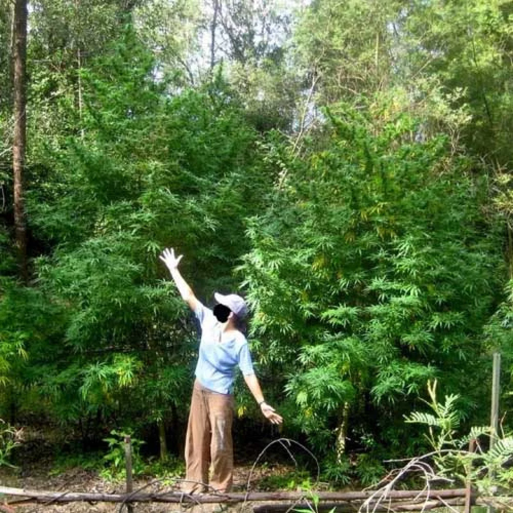 Сорт насіння канабісу Jamaica Sativa Сорт насіння канабісу Jamaica Sativa