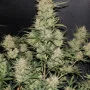 Cannabis seeds Original AUTO OG KUSH from Fast Buds