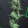 Насіння конопель GREEN CRACK Auto від Fast Buds