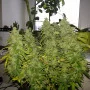 Семена конопли G14 Auto от Fast Buds