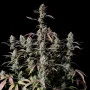 Cannabis seeds GORILLA Z Auto (GORILLA Zkittlez Auto) from Fast Buds