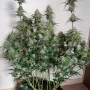 Насіння конопель STARDAWG Auto від Fast Buds