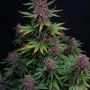 Насіння конопель ZTRAWBERRIEZ Auto від Fast Buds