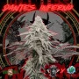 Сорт семян каннабиса Dantes Inferno Feminised Silver