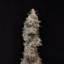 Cannabis seeds Original CHEMDAWG Auto from Fast Buds
