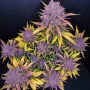Семена конопли PURPLE LEMONADE Auto от Fast Buds
