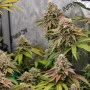 Семена конопли GORILLA MELON ™ от Fast Buds