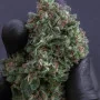 Семена конопли Original AUTO SOUR DIESEL от Fast Buds