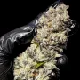 Насіння конопель BISCOTTI GELATO™ від Fast Buds