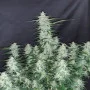 Семена конопли Z Auto (Zkittlez Auto) от Fast Buds