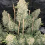 Cannabis seeds Original AUTO OG KUSH from Fast Buds